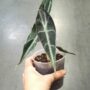Alocasia Longiloba Purple
