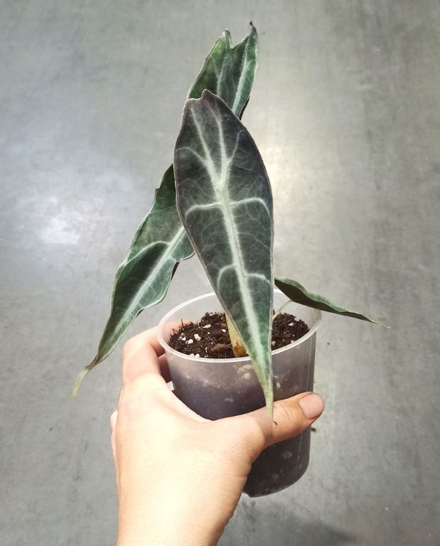 Alocasia Longiloba Purple