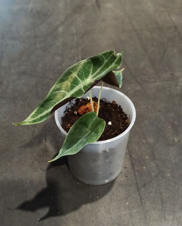 alocasia longiloba purple