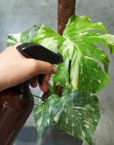 Vaporisateur Brume Fine 500ml – Pulvérisateur pour Plantes d’Intérieur alternative