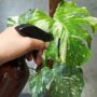 Vaporisateur plastique ambre 500ml pour plantes d'intérieur