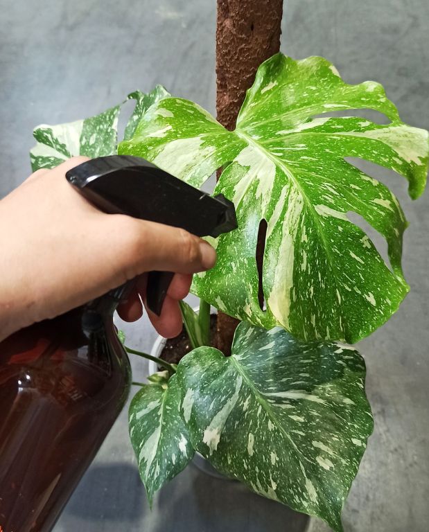 Vaporisateur plastique ambre 500ml pour plantes d'intérieur