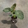 alocasia golden bone