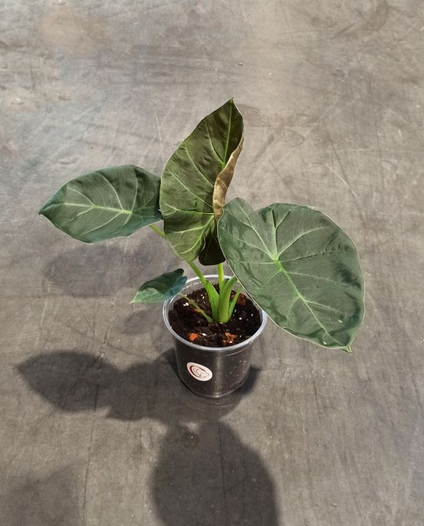 alocasia golden bone