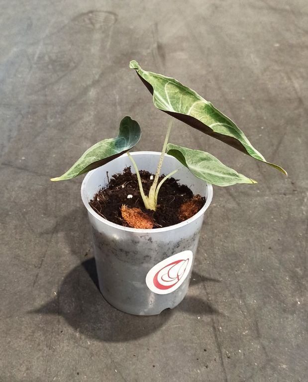 alocasia longiloba purple