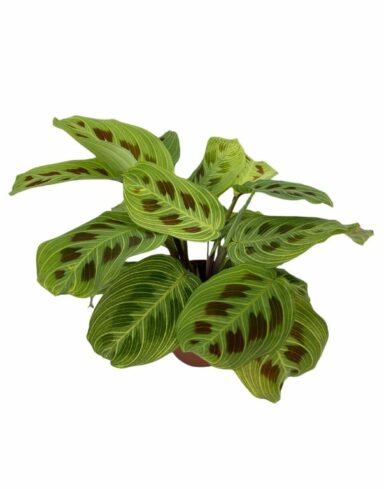 Maranta leuconeura 'Momafan' Light Veins