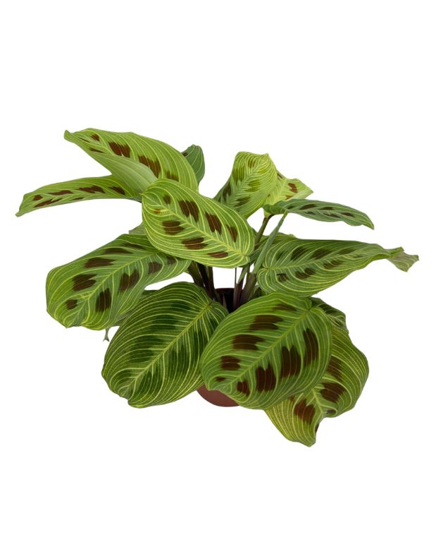 Maranta leuconeura 'Momafan' Light Veins