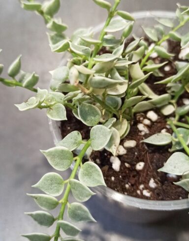 Dischidia Ruscifolia Variegata – Million Hearts alternative