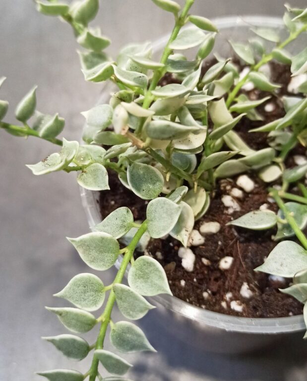 Dischidia ruscifolia Variegata
