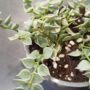 Dischidia ruscifolia Variegata