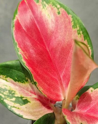 Aglaonema Red Dragon alternative