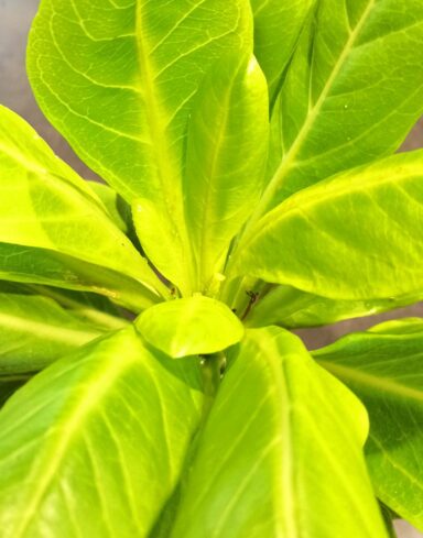 Brighamia Insignis – Palmier de Hawaï alternative