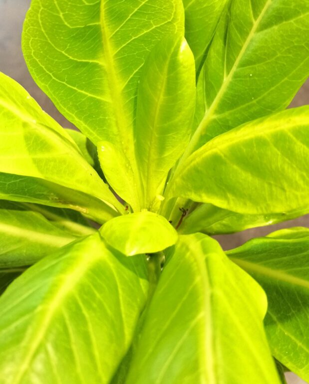 Brighamia insignis (Palmier de Hawaï)