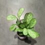 Ctenanthe amagris