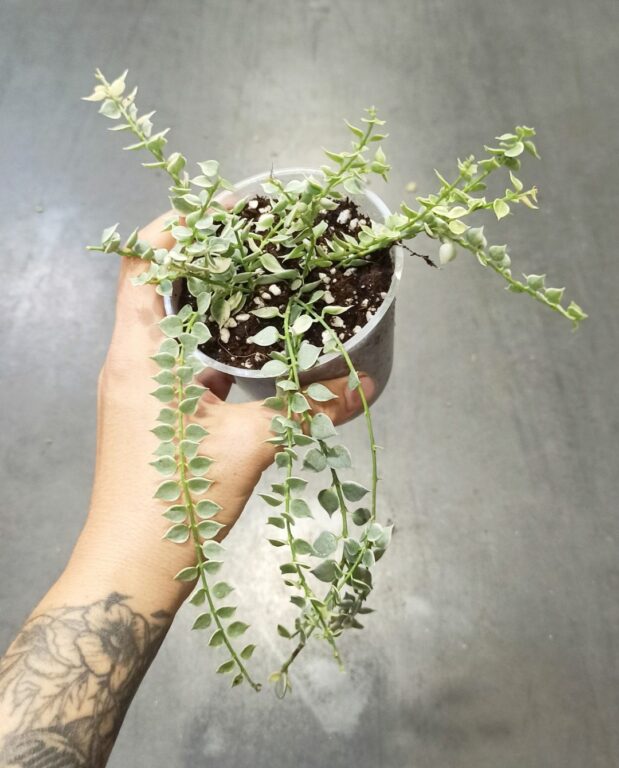 Dischidia ruscifolia Variegata plante rare million hearts