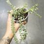 Dischidia ruscifolia Variegata plante rare million hearts