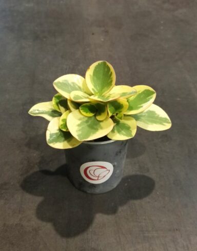 Peperomia Obtusifolia Obtipan Bicolor