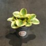 Peperomia Obtusifolia Obtipan Bicolor