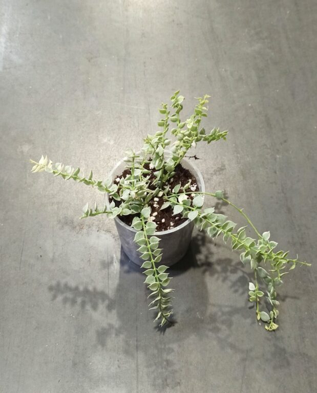 Dischidia ruscifolia Variegata dans pot transparent taille 9cm
