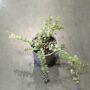 Dischidia ruscifolia Variegata dans pot transparent taille 9cm