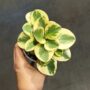 Peperomia Obtusifolia Obtipan Bicolor