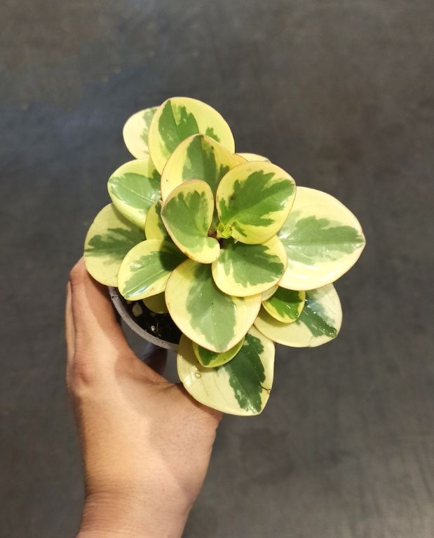 Peperomia Obtusifolia Obtipan Bicolor