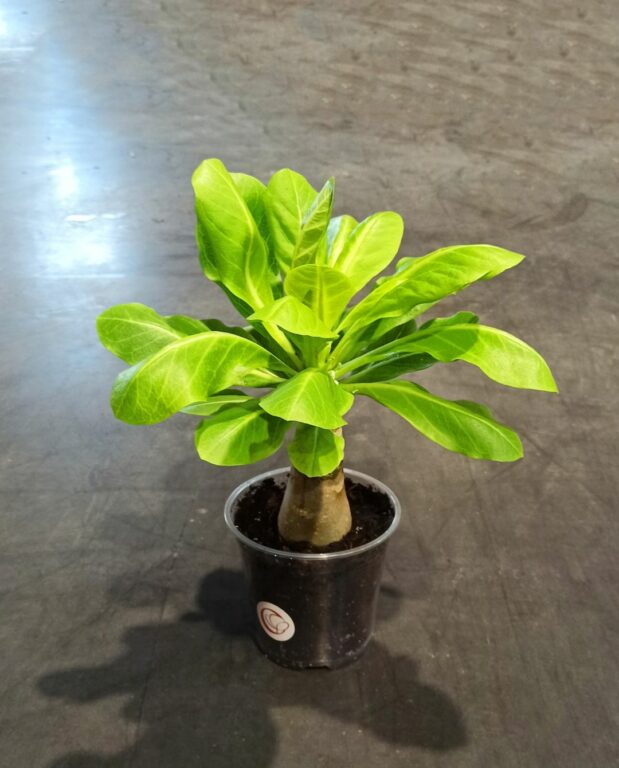 Brighamia insignis (Palmier de Hawaï)