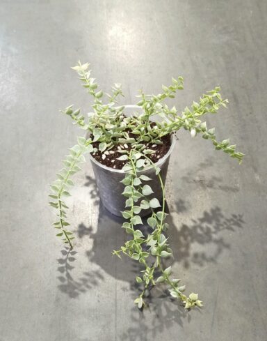 Dischidia ruscifolia Variegata taille M plante rare
