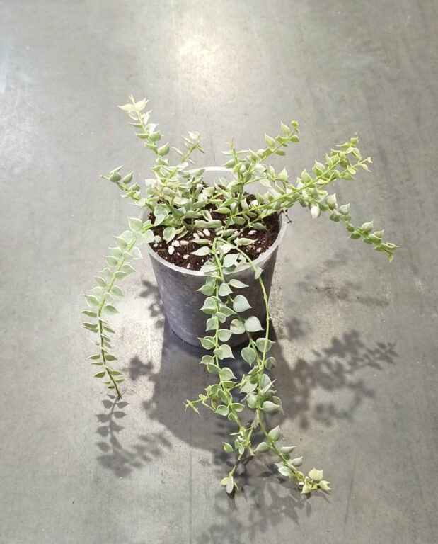 Dischidia ruscifolia Variegata taille M plante rare