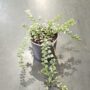 Dischidia ruscifolia Variegata taille M plante rare