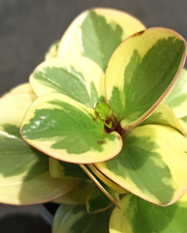 Peperomia Obtusifolia Obtipan Bicolor