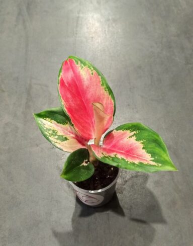 aglaonema red dragon