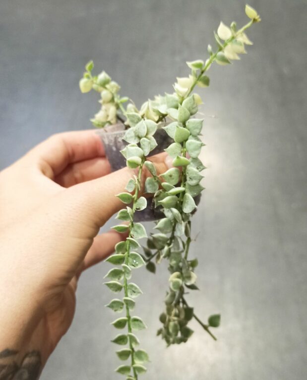 Dischidia ruscifolia Variegata dans la main taille S