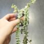 Dischidia ruscifolia Variegata dans la main taille S