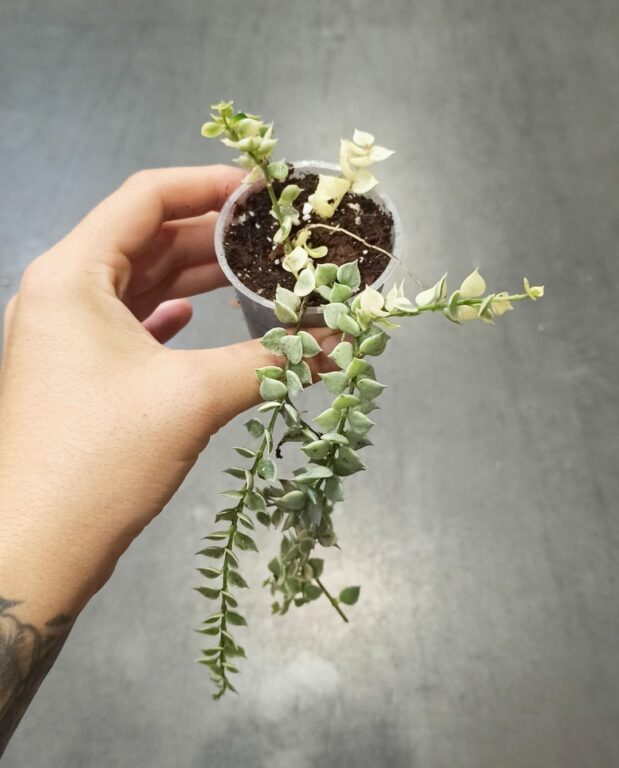 Dischidia ruscifolia Variegata plante d'intérieur rare