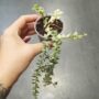 Dischidia ruscifolia Variegata plante d'intérieur rare