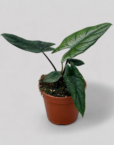 Alocasia Scalprum