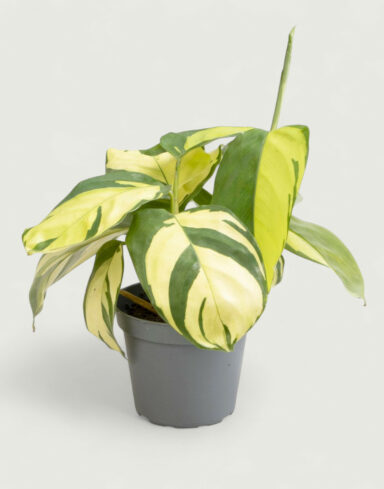 Ctenanthe Pilosa Golden Mosaic