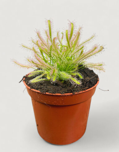 Drosera Capensis 'Alba'