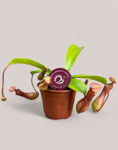 Nepenthes alata