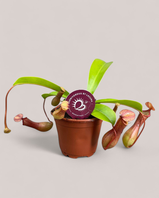 Nepenthes alata