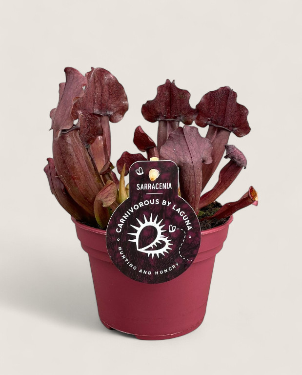 Sarracenia Maroon