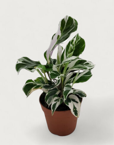 calathea white fusion s