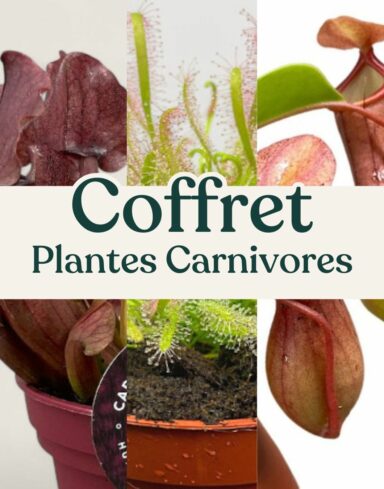 coffret plantes carnivores