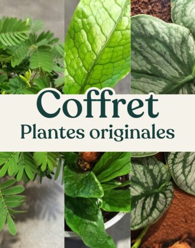 coffret plantes originales