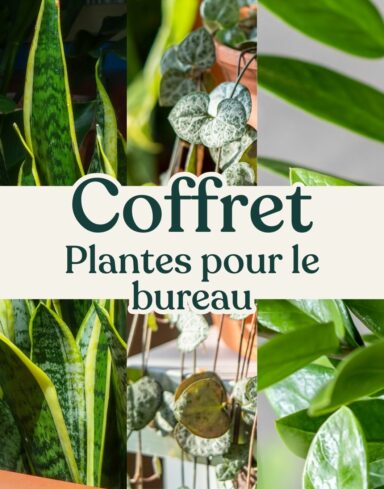 coffrets plantes pour le bureau