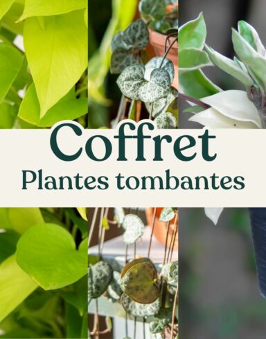 coffrets plantes tombantes à suspendre