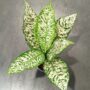 Dieffenbachia White Etna