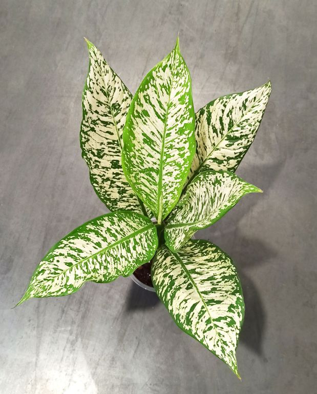 Dieffenbachia White Etna