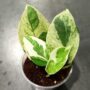 Epipremnum Aureum White Panther